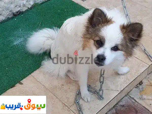 كلاب للبيع: جراء عائلية رائعة بوجه ملائكي!...