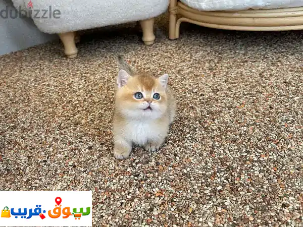 Scottish fold kittens