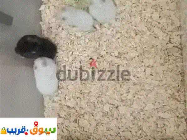🎁 همسترات صغيرة للبيع | أبيض وأسود | بعمر شهرين فقط...