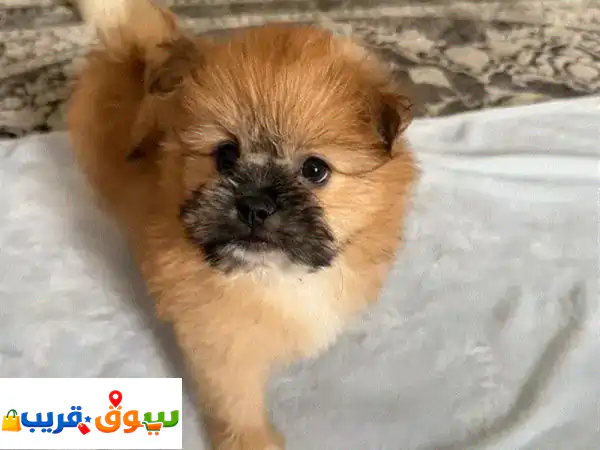 للبيع: جرو بوميرانيان ذكر أصيل (عمر 60 يوم) | بسعر 120...