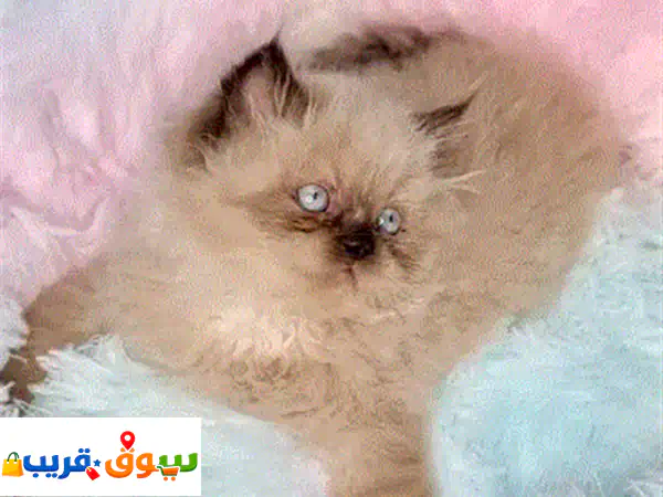 قطط هيمالايا فلّافيّة بعيون زرقاء ساحرة للبيع |...