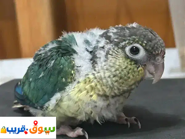 كنيرور غرين شيك صغير (عمر شهر) | ببغاء أليف حنون...