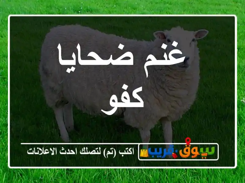 غنم ضحايا كفو