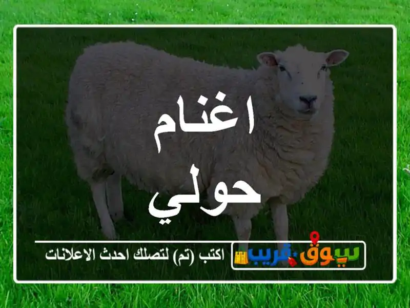 اغنام حولي