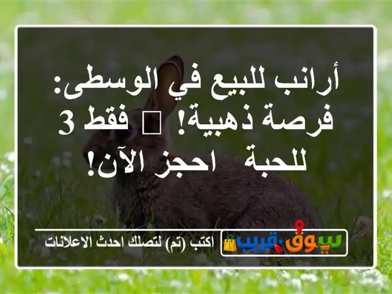 أرانب للبيع في الوسطى: فرصة ذهبية! 🐰 فقط 3 للحبة -...