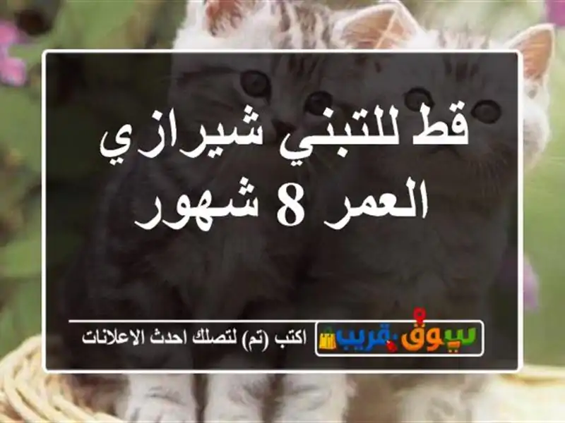 قط للتبني شيرازي العمر 8 شهور
