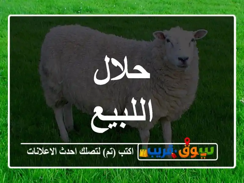 حلال اللبيع