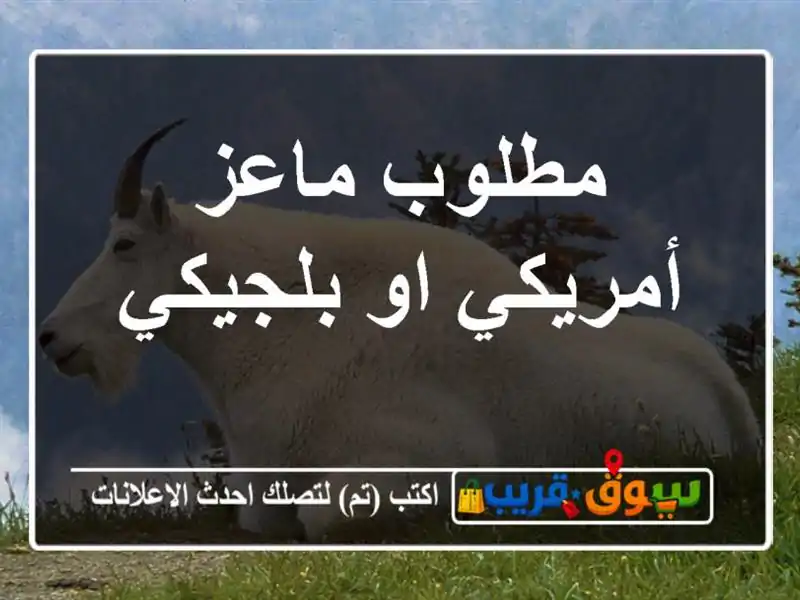 مطلوب ماعز أمريكي او بلجيكي