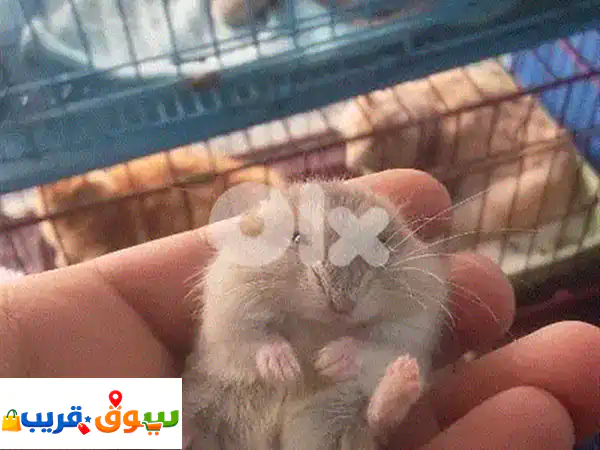 Russian hamster and guinea pigs