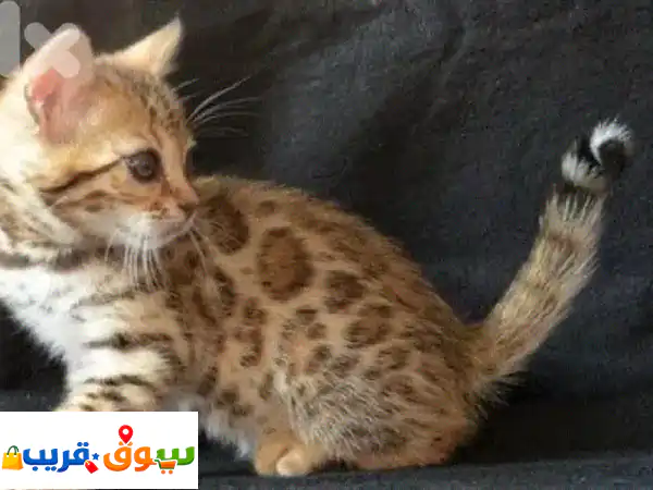 Bengal kitten imported