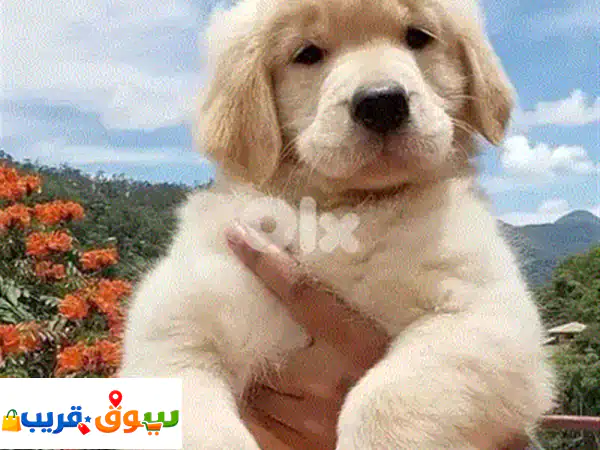 جراء جولدن ريتريفر للبيع: رفيقك العائلي المخلص والمطعم!