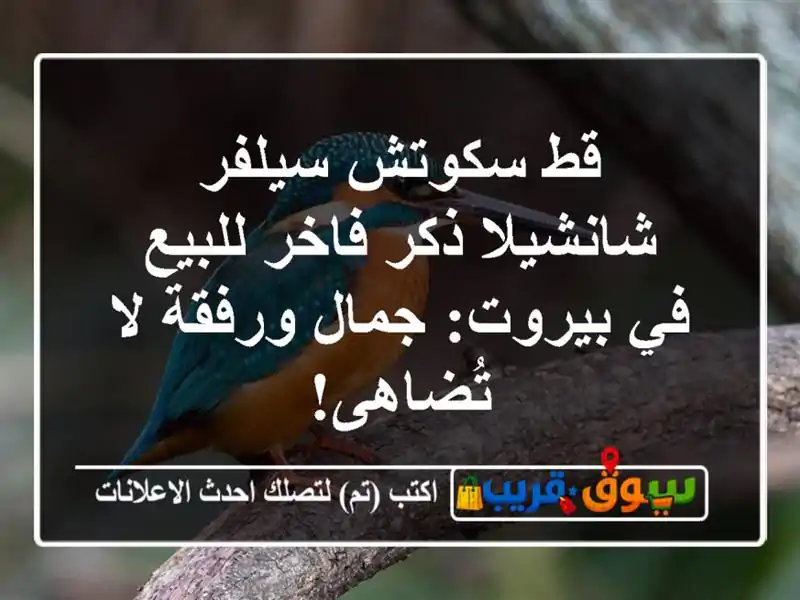 قط سكوتش سيلفر شانشيلا ذكر فاخر للبيع في بيروت:...