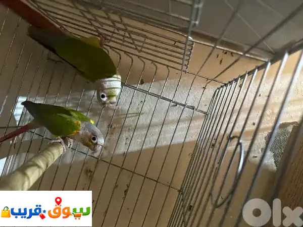 طيور أليفة مميزة للبيع في بيروت: كونيور أناناس...