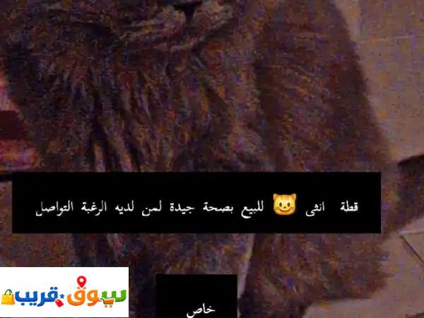 قطة أنثى هادئة لطيفة. بصحة جيدة للبيع بدون...