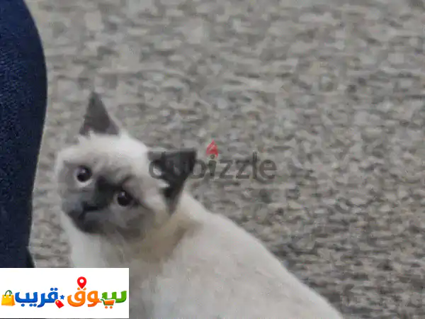 قطة للبيع