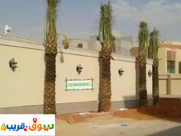 نخيلك المثالي بلمسة احترافية: توريد، تركيب...