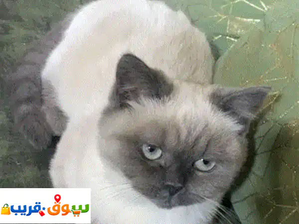 قطة للبيع