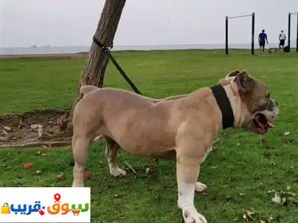 أمريكان بولي أنثى للبيع (سنتين) | American Bully ودودة للغاية، لا تعض أبدًا - رفيقة عائلتكم المثالية!