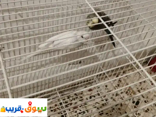 أزواج بادجي أليفة ومدربة يدويًا للبيع | ألوان خلابة وخيارات متعددة