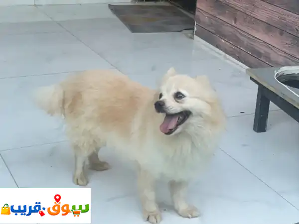 جرو بومرينيان أنثى رائعة للبيع في رأس الخيمة |...