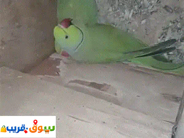 طيور أليفة مميزة للبيع في بيروت: كونيور أناناس جاهز، كروان، كناري - توصيل متاح!