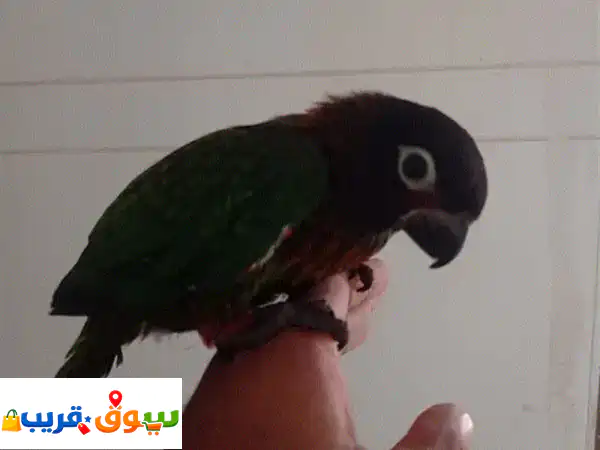 أفراخ ببغاوات نادرة ومميزة (كاسكو، دوكسي، يلو...