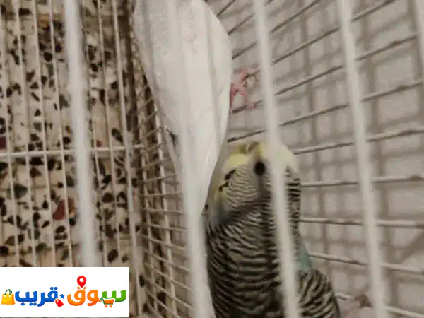 أزواج بادجي أليفة ومدربة يدويًا للبيع | ألوان...