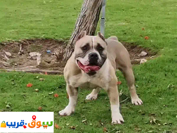أمريكان بولي أنثى للبيع (سنتين) | American Bully ودودة...