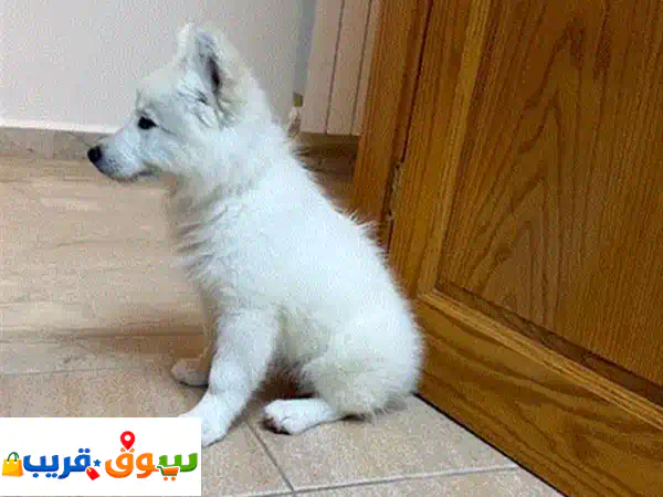 Samoyed Dog