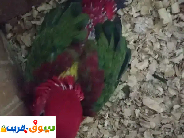 أفراخ ببغاوات نادرة ومميزة (كاسكو، دوكسي، يلو ستريك، شاتيرنج، بلو ستريك) - تغذية يدوية وصحة جامبو!