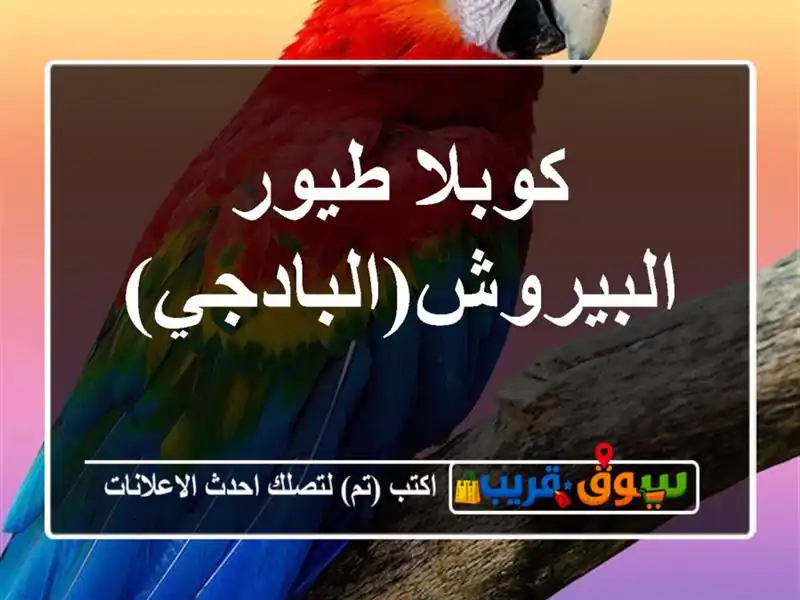 كوبلا طيور البيروش(البادجي)