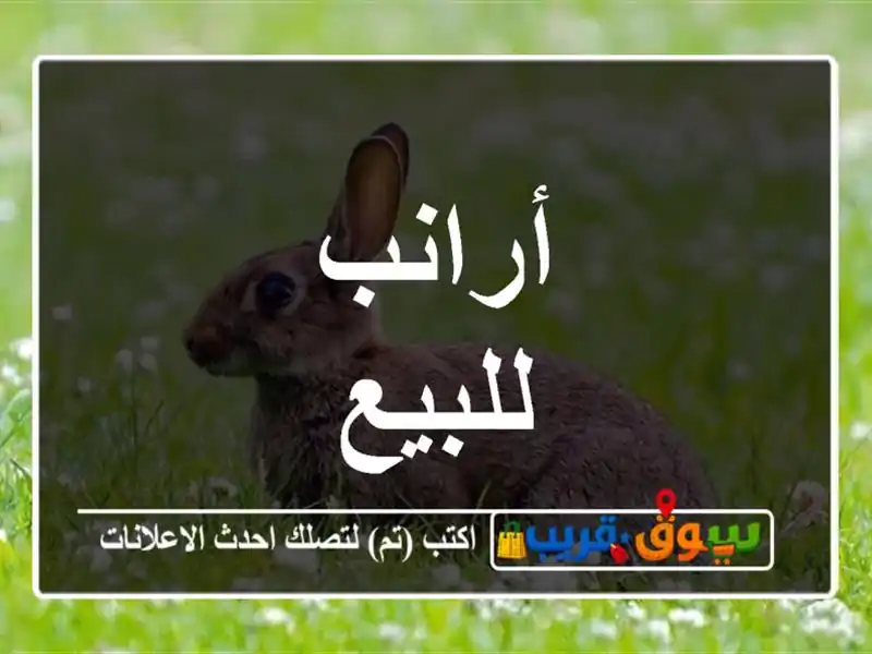 أرانب للبيع