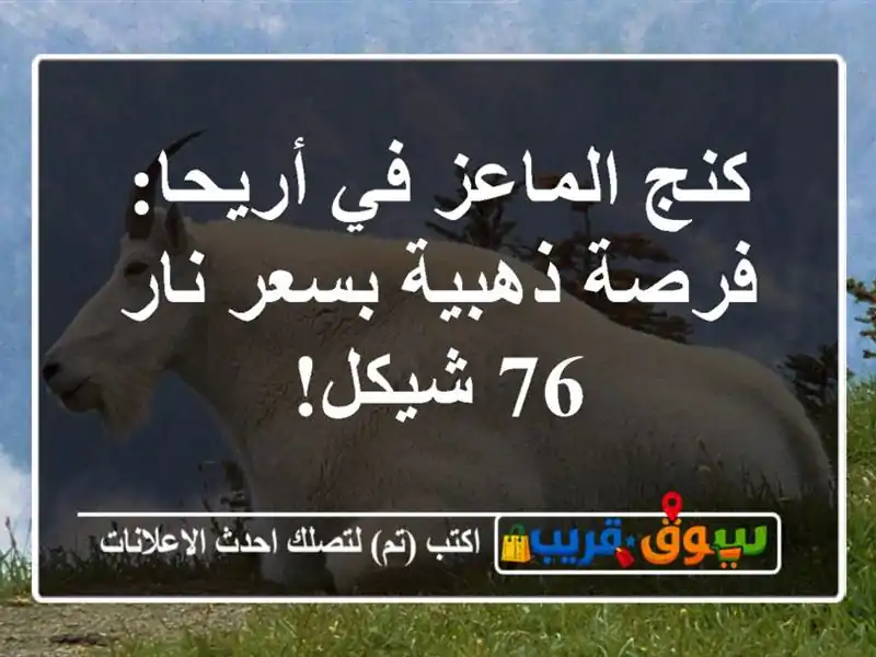 كنج الماعز في أريحا: فرصة ذهبية بسعر نار 76 شيكل!