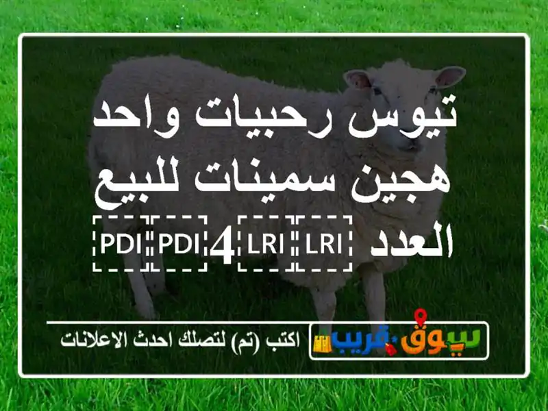 تيوس رحبيات واحد هجين سمينات للبيع العدد ⁦⁦4⁩⁩