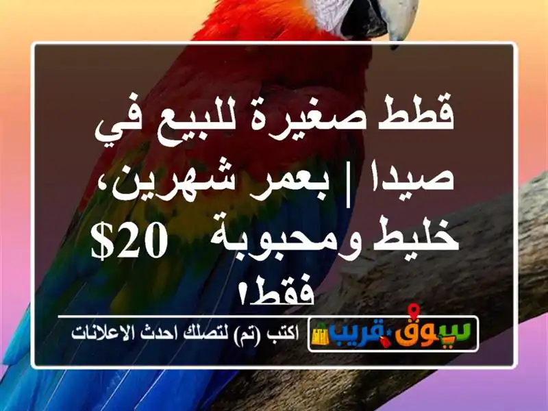 قطط صغيرة للبيع في صيدا | بعمر شهرين، خليط ومحبوبة -...