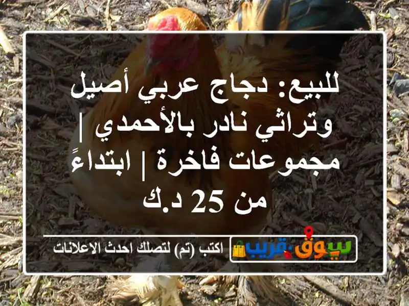 للبيع: دجاج عربي أصيل وتراثي نادر بالأحمدي |...