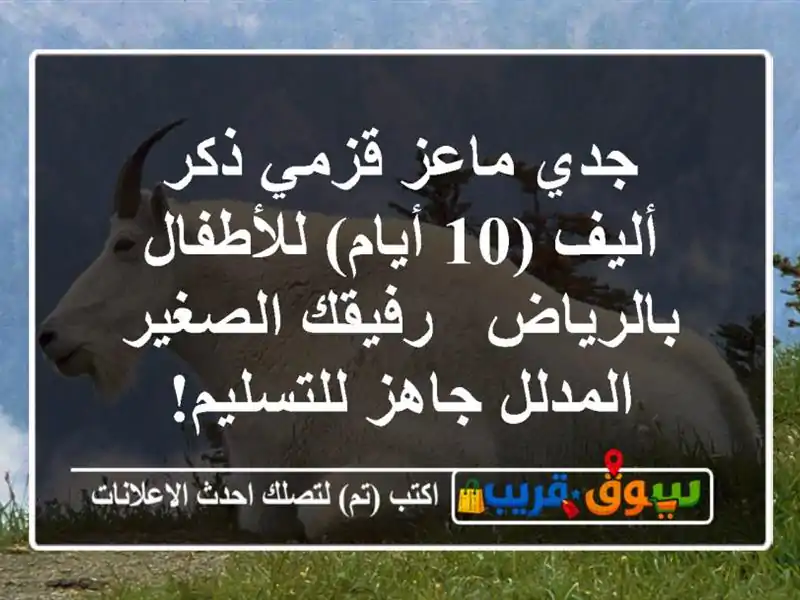 جدي ماعز قزمي ذكر أليف (10 أيام) للأطفال بالرياض -...