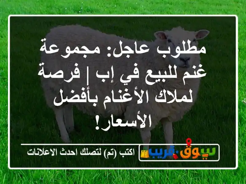 مطلوب عاجل: مجموعة غنم للبيع في إب | فرصة لملاك...