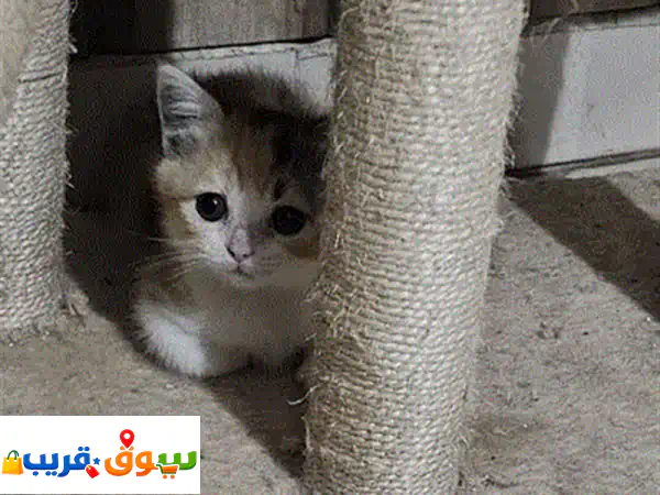 لا تشتري، تبنى! 🐾 قط ذكر رائع بعمر شهرين ينتظر عائلة محبة