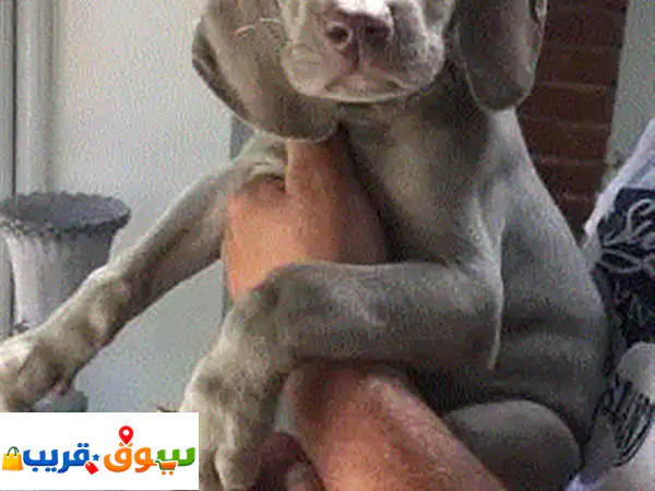 جراوي ويستمارينر (Weimaraner) مسجلة وودودة: رفيق...