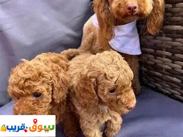 جرو شي تزو ذكر بعمر شهرين للتبني | لعوب وصحي | جاهز لمنزلك الجديد!