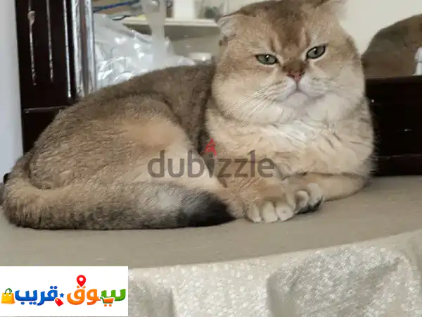 تزاوج قطط سكوتش فولد فاخرة بالرياض: فحول أصيلة...