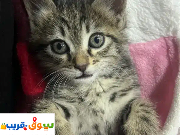 لا تشتري، تبنى! 🐾 قط ذكر رائع بعمر شهرين ينتظر...
