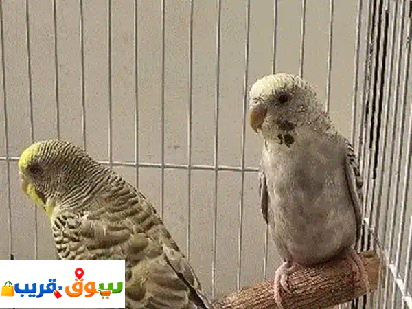 budgies sale with cage and accessories