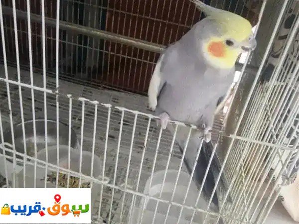 فرصة لا تعوض في الكويت: زوج ببغاء كوكتيل أليف وجميل...