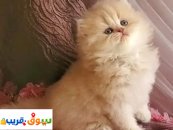 قطة بريتش لونجهير أصيلة للبيع | هريرة بريطانية...