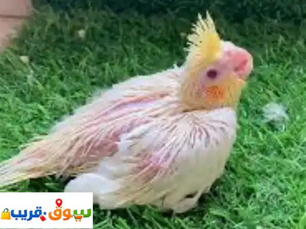 مطلوب فرخ كروان تزقيم بحب: رفيق حياتي الجديد...