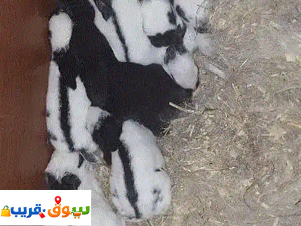 ارانب بابيون