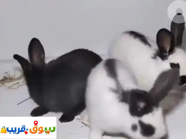 ارانب بابيون