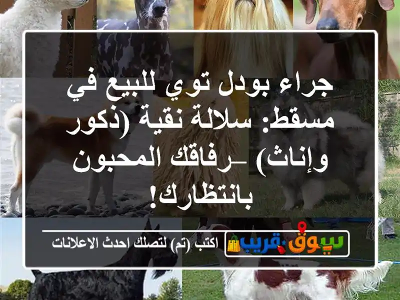 جراء بودل توي للبيع في مسقط: سلالة نقية (ذكور وإناث)...